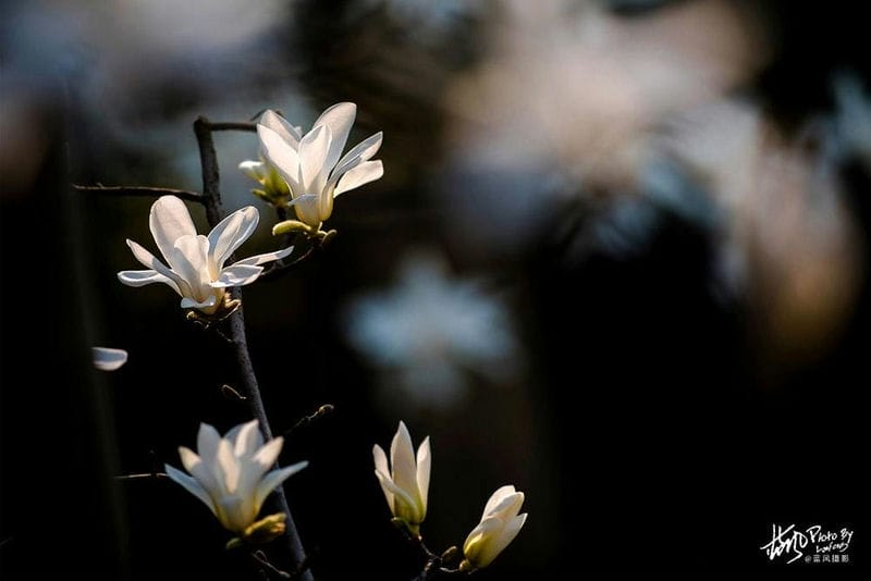 白玉兰是上海市市花吗（上海的市花是哪种花）(图2)