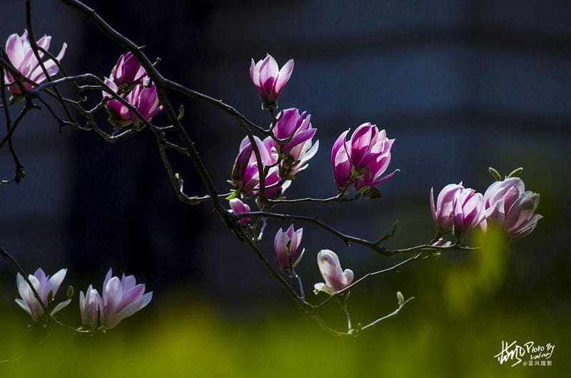 白玉兰是上海市市花吗（上海的市花是哪种花）(图4)