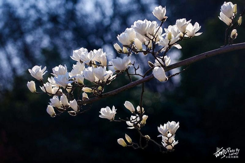 白玉兰是上海市市花吗（上海的市花是哪种花）(图5)