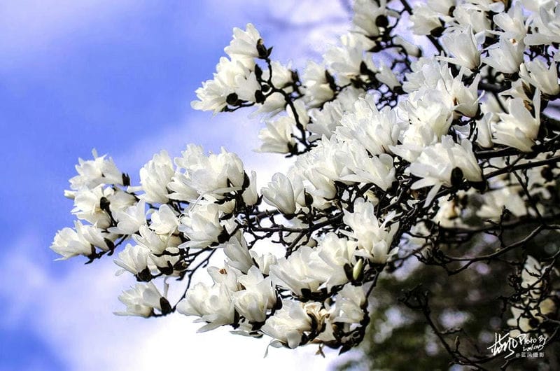 白玉兰是上海市市花吗（上海的市花是哪种花）(图7)