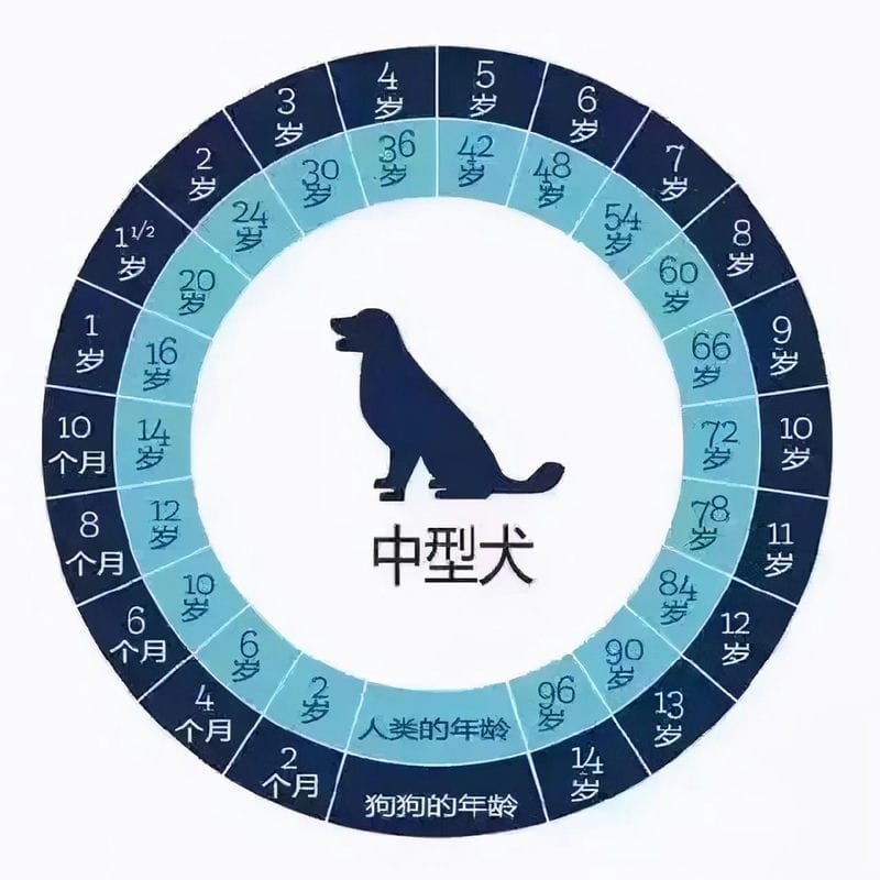 狗狗1年多少岁（一只狗一年多少岁正常）(图3)