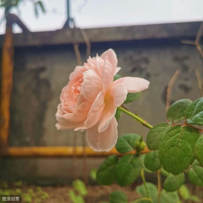 夏洛特夫人月季的优缺点（夏洛特夫人月季优缺点及图片）(图2)