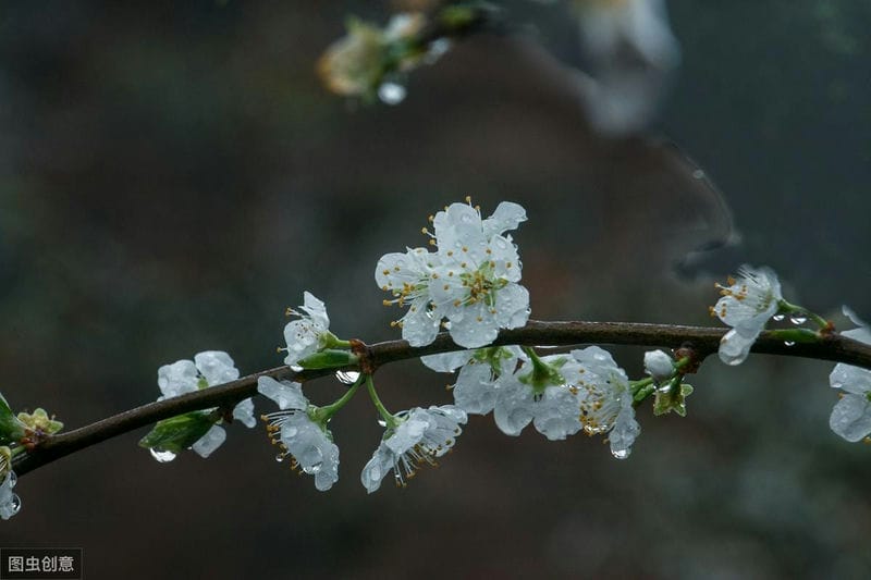 关于梨花的描写梨花的古诗（关于梨花的古诗句）(图5)