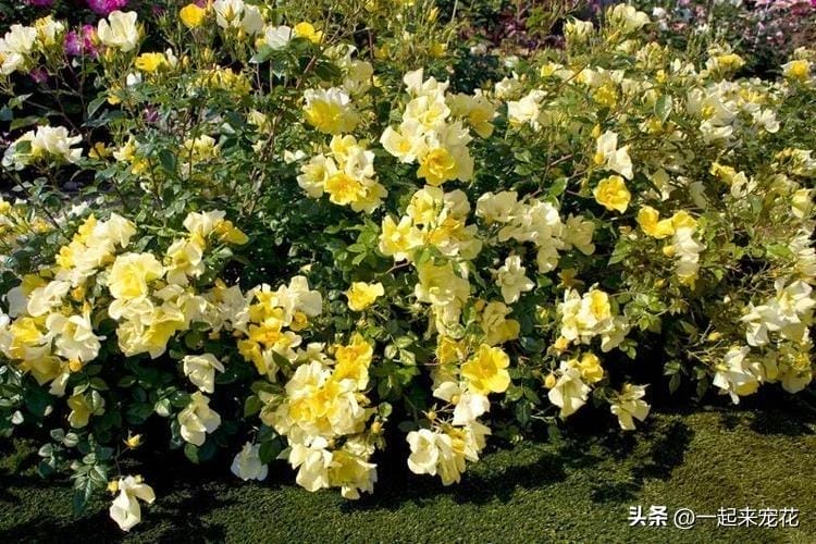 月季花排行（最好的月季品种排名图片）(图4)