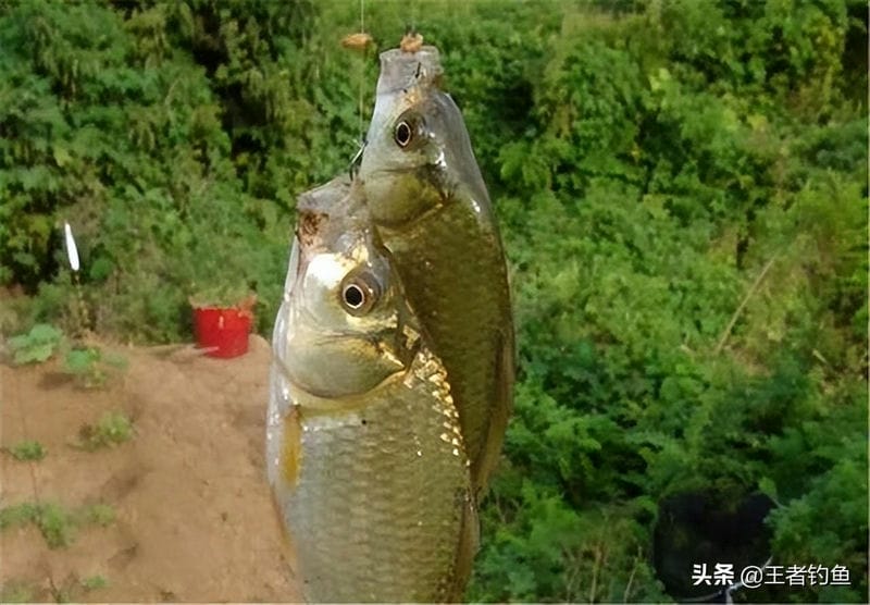 鱼饵是腥味好还是香味好（夏天钓鱼饵料用腥还是香味好）(图4)