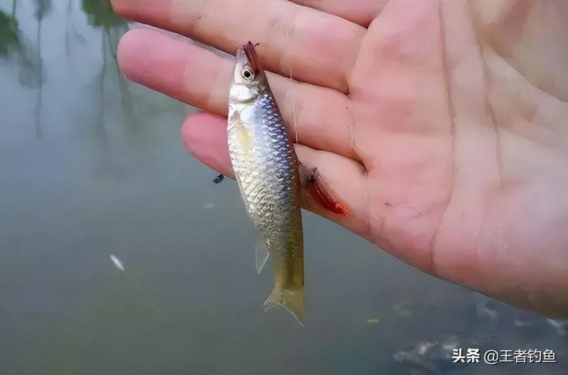 鱼饵是腥味好还是香味好（夏天钓鱼饵料用腥还是香味好）(图6)