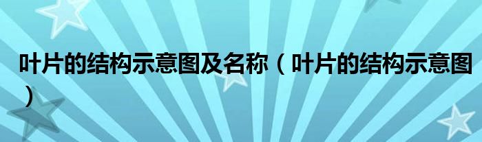 叶片的结构示意图及名称（叶片的结构示意图）