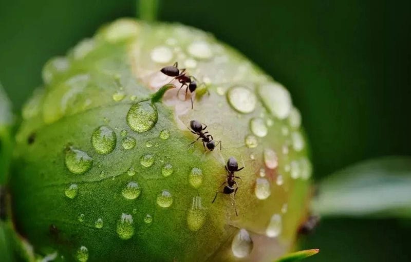 蚂蚁在下雨前搬家是为什么（蚂蚁为什么会在下雨前搬家）(图3)