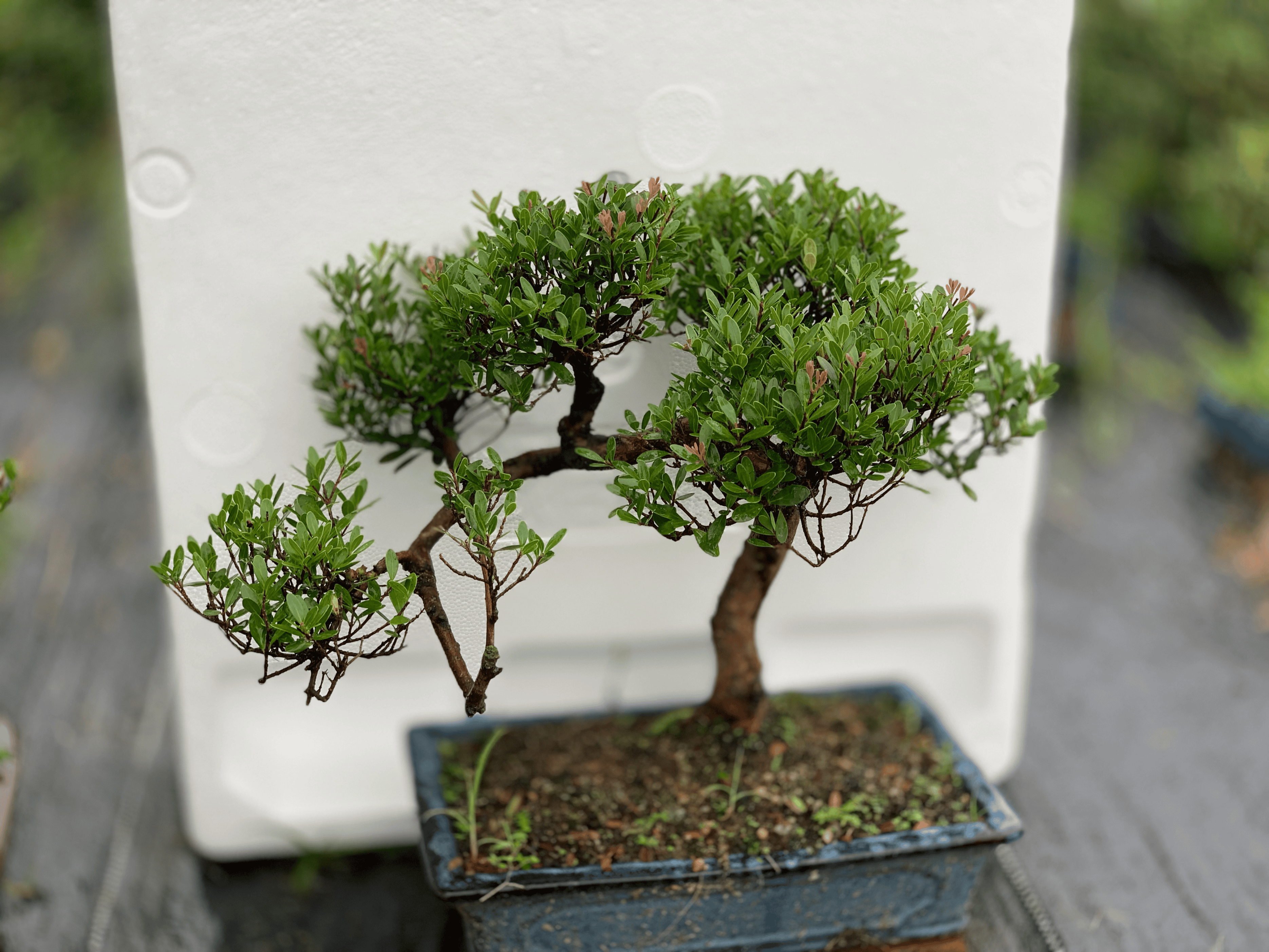 小叶赤楠 风水（赤楠对家里风水好吗）(图2)