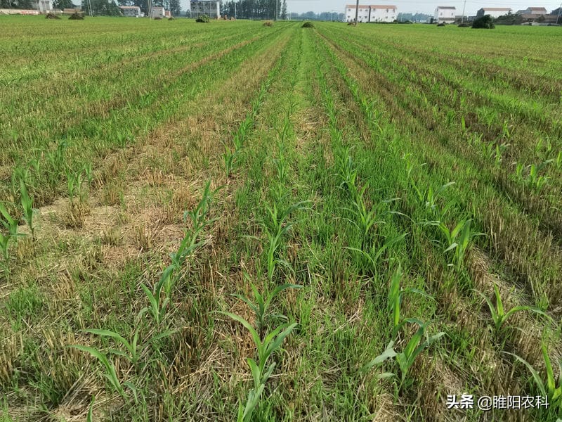 玉米地用什么除草剂最好（玉米专用除草剂种类推荐）