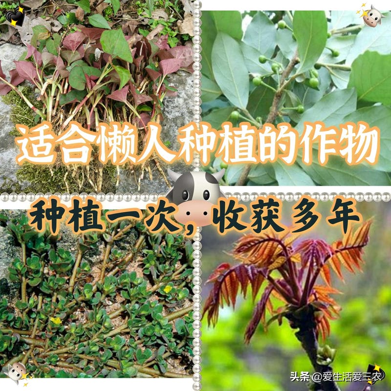 懒人种植农作物（适合懒人种植的经济作物）