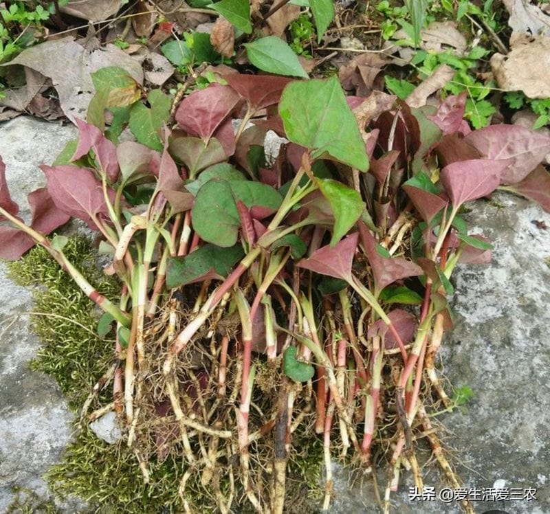 懒人种植农作物（适合懒人种植的经济作物）(图7)