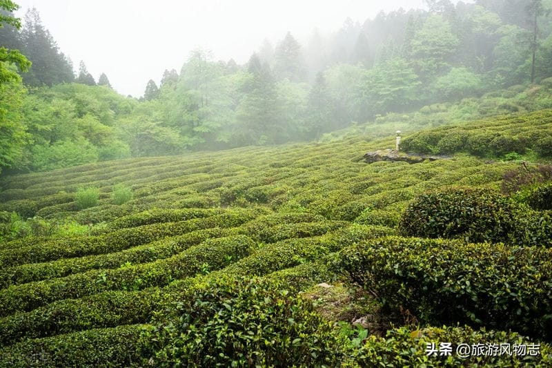 江西有名的茶叶品牌有哪些（江西茶叶品牌十大名茶图片）(图1)