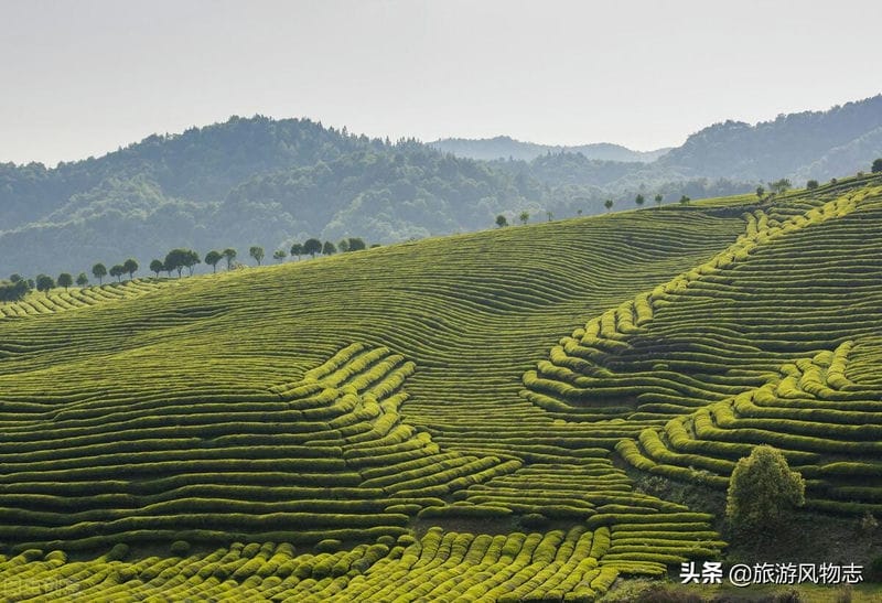 江西有名的茶叶品牌有哪些（江西茶叶品牌十大名茶图片）(图4)