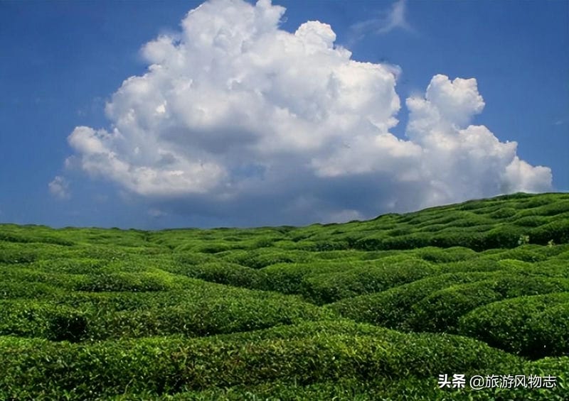 江西有名的茶叶品牌有哪些（江西茶叶品牌十大名茶图片）(图6)