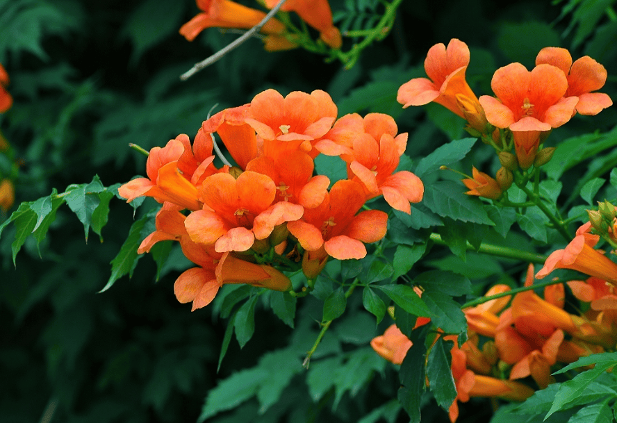 咏凌霄花的古诗词（关于凌霄花诗句经典名句）