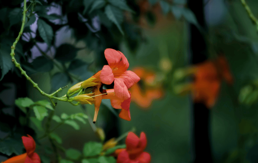 咏凌霄花的古诗词（关于凌霄花诗句经典名句）(图6)