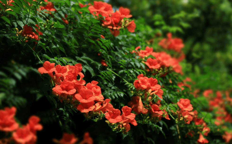 咏凌霄花的古诗词（关于凌霄花诗句经典名句）(图8)