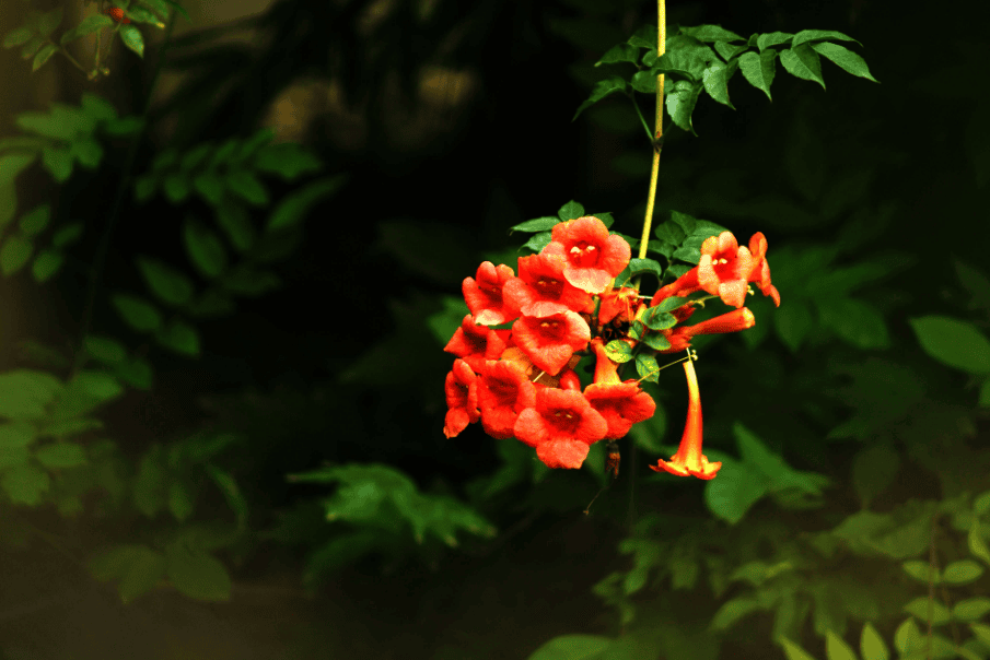 咏凌霄花的古诗词（关于凌霄花诗句经典名句）(图9)