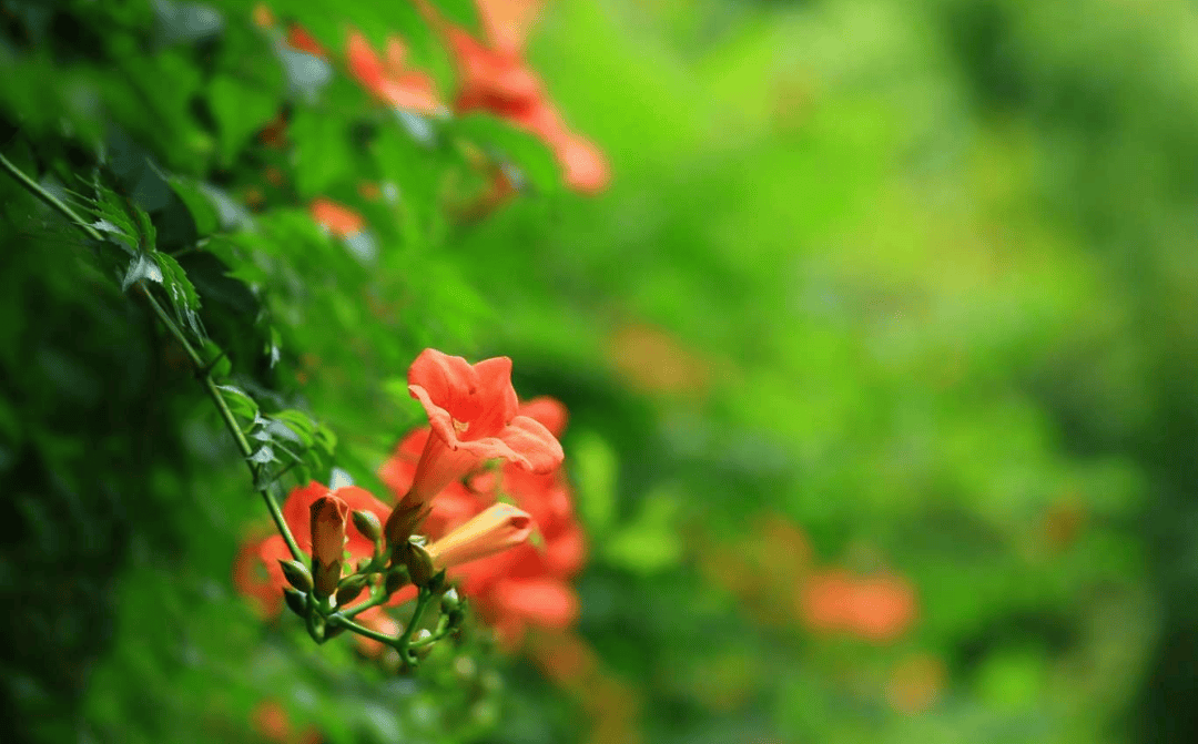 咏凌霄花的古诗词（关于凌霄花诗句经典名句）(图10)