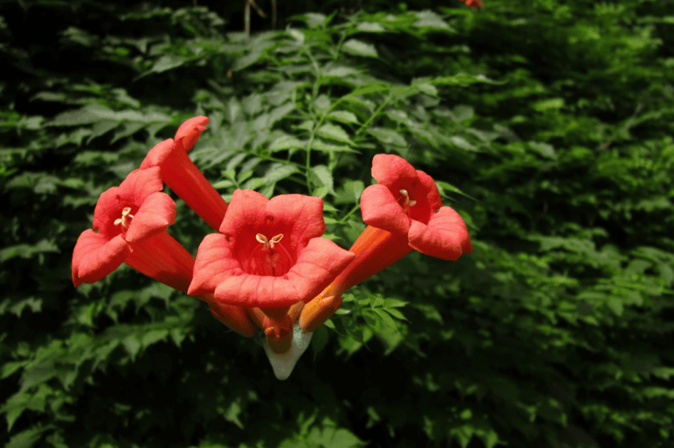 咏凌霄花的古诗词（关于凌霄花诗句经典名句）(图13)