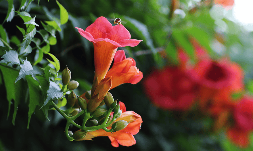 咏凌霄花的古诗词（关于凌霄花诗句经典名句）(图15)