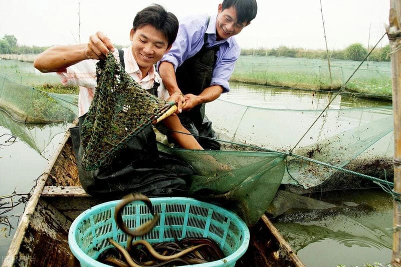 黄鳝养殖利润究竟有多大-（养殖黄鳝的利润和成本是多少）(图4)