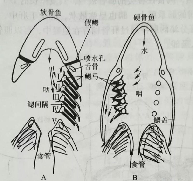 鱼在水里会淹死吗-（鱼会被淹死吗）(图3)