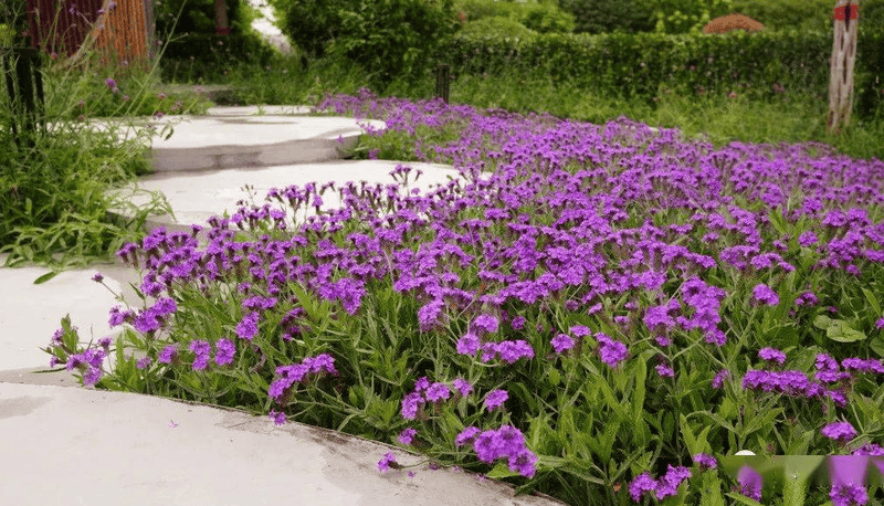 宿根花卉的植物有哪些（宿根花卉是什么意思）(图1)