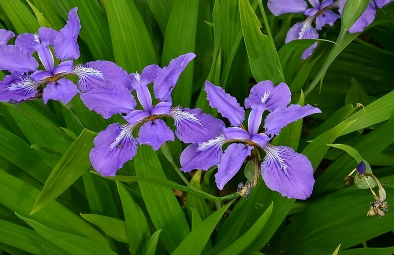 宿根花卉的植物有哪些（宿根花卉是什么意思）(图4)