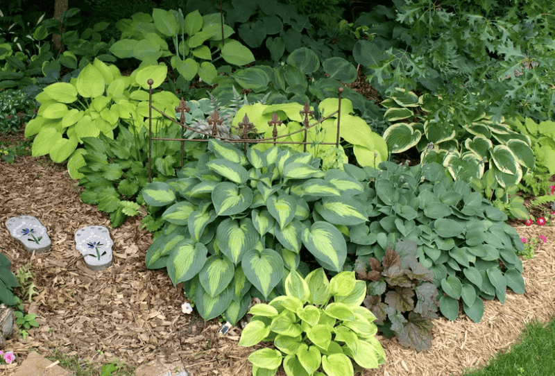 宿根花卉的植物有哪些（宿根花卉是什么意思）(图6)