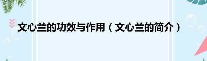 文心兰的功效与作用（文心兰的简介）