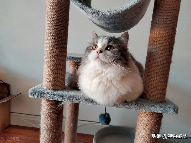 拿破仑猫建议养吗（为什么拿破仑猫不建议养）(图3)