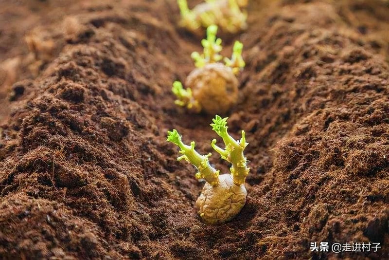 土豆种植教程（土豆的种植过程4个步骤）(图4)