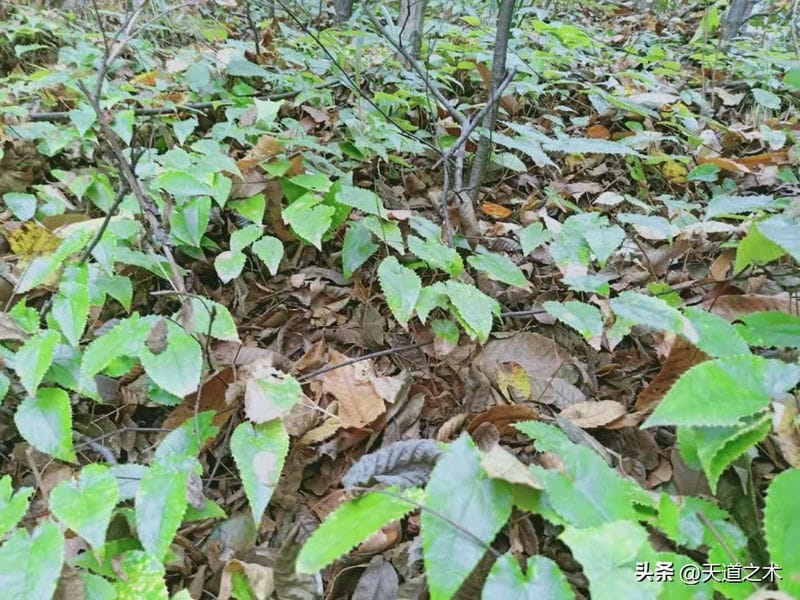 不愁卖的中药材（中草药种植前景排名）(图2)