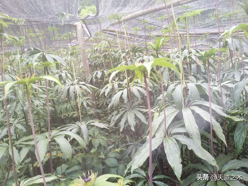 不愁卖的中药材（中草药种植前景排名）(图5)