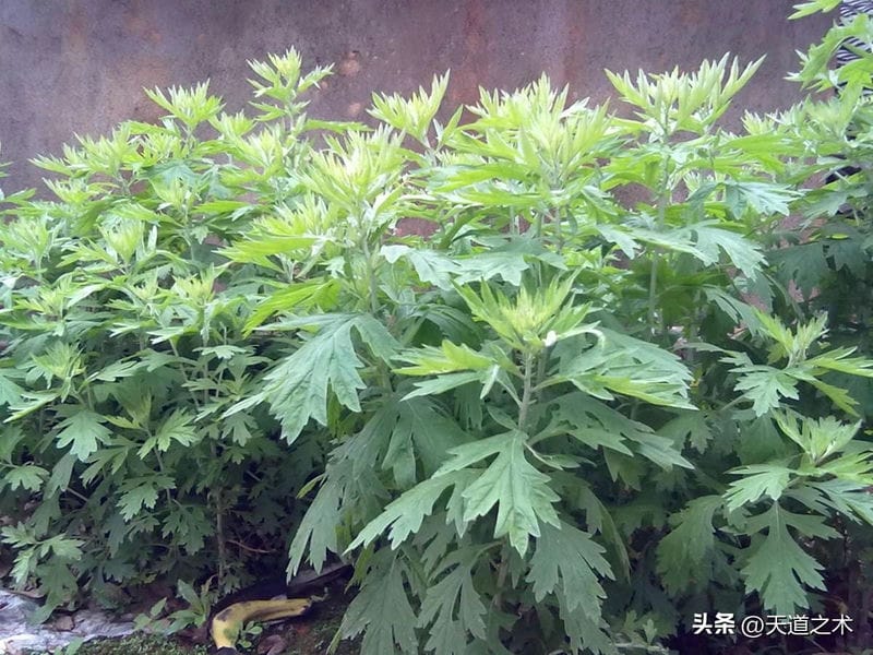 不愁卖的中药材（中草药种植前景排名）(图10)