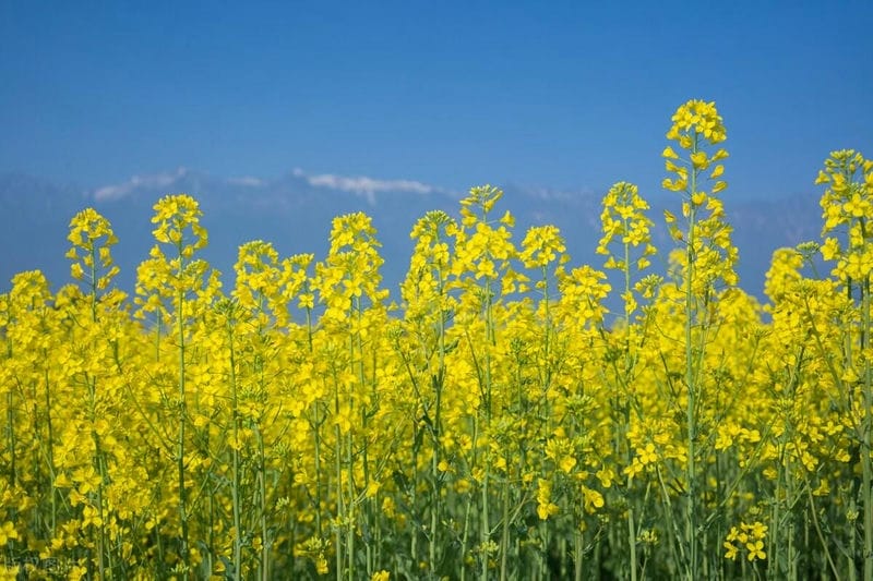 各地油菜花开时间（油菜花是什么季节开的）(图2)