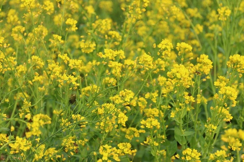 各地油菜花开时间（油菜花是什么季节开的）(图3)