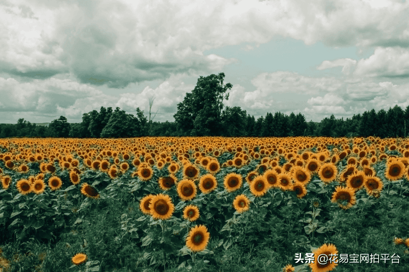 乌克兰向日葵生长的有利条件（向日葵是哪个国家的国花）(图6)