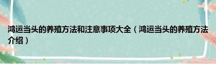 鸿运当头的养殖方法和注意事项大全（鸿运当头的养殖方法介绍）