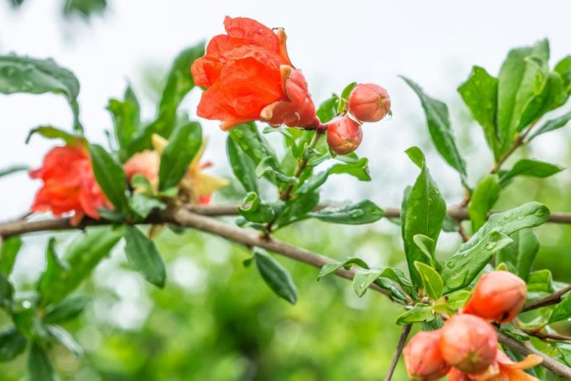 石榴只开花不结果怎么办-（石榴只开花不结果是什么原因）