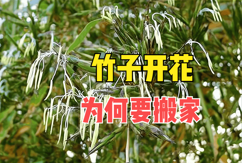 竹子开花 赶紧搬家（竹子开花赶紧搬家是什么意思）(图1)