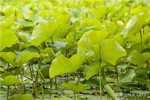 荷花应该什么时候种植（荷花什么时候种植合适）(图3)