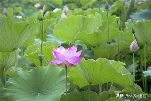 荷花应该什么时候种植（荷花什么时候种植合适）(图4)