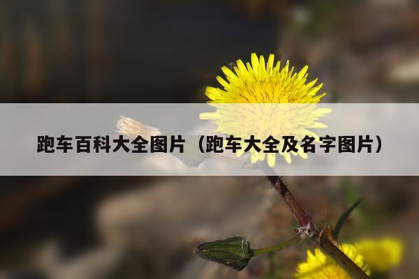 跑车百科大全图片（跑车大全及名字图片）