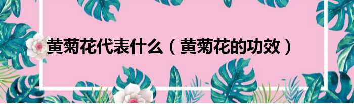 黄菊花代表什么（黄菊花的功效）