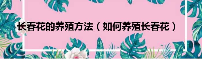 长春花的养殖方法（如何养殖长春花）