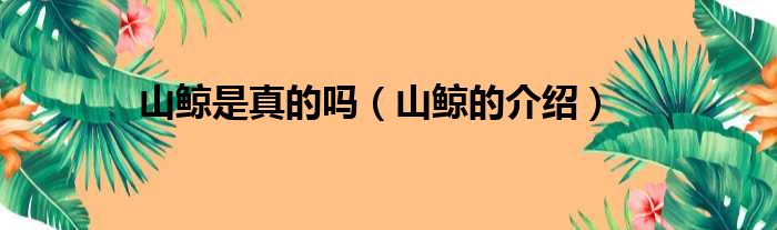 山鲸是真的吗（山鲸的介绍）