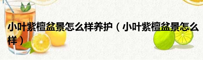 小叶紫檀盆景怎么样养护（小叶紫檀盆景怎么样）